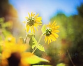 sunflower photograph / nature, summer, yellow, flower, blue, green, bokeh / summer sun / 8x10 fine art photo
