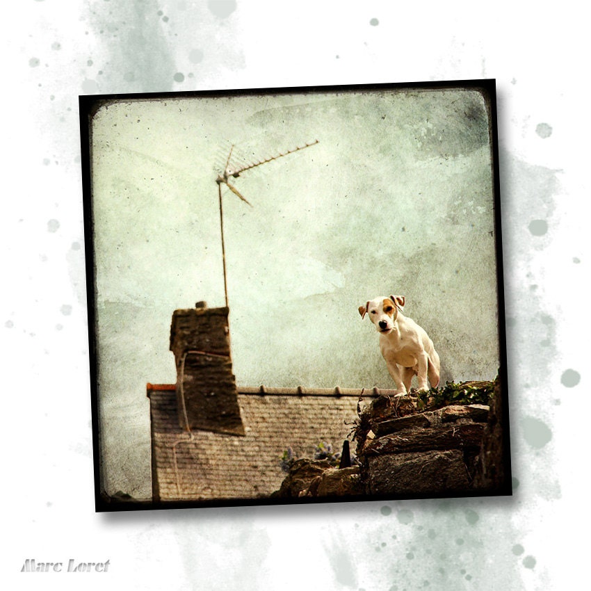 Chien de Guet - 8x8 Fine Art Print - Dog Photography - Etsy Wall Art - TFTeam - Animals
