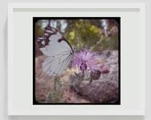 Purple Haze Butterfly nature photography: 8x8 TTV, Home Decor Wall Art, Vintage Fine Art Photography