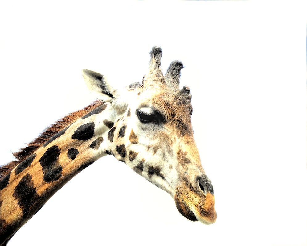 Giraffe, brown white black, art for nursery, wildlife, animal photography, neutrals - 8 x 10 fine art photo