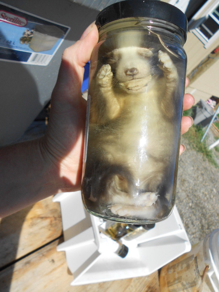 Wet Preserved Silver Fox Pup - Jarred Specimen- Lot No. 1040-B