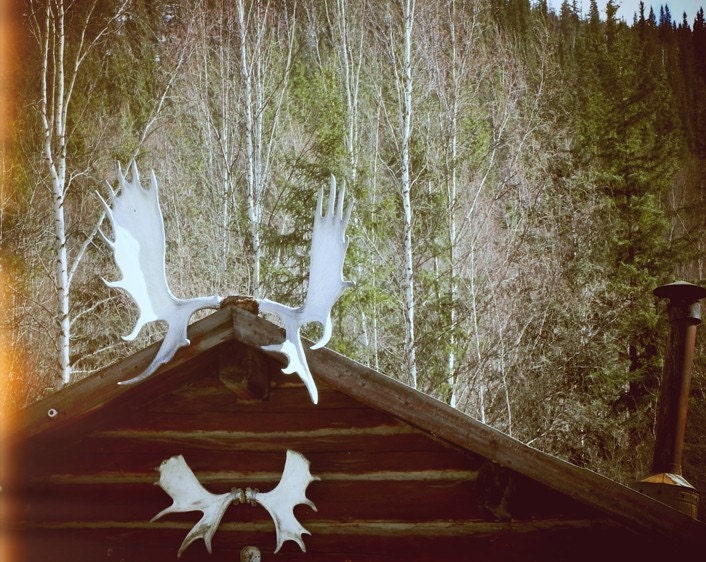 Woodland Antlers Photograph Print "The Miner's Shack" Fairy Tale Forest Photo - Hunter Rustic Cabin - Film Photography