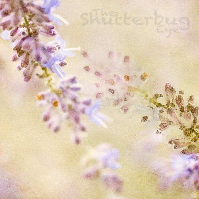 Abstract Photography Print, Lavender Macro Photo, Modern Home Decor, 8x8 Dreamy Nature - TheShutterbugEye