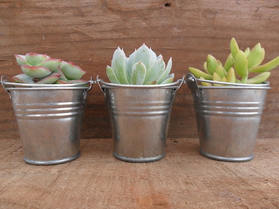 Succulent Centerpiece, Rustic, Great For Weddings, Cocktail Parties And Other Special Events, Housewarming Gift