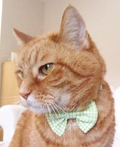Seersucker Breakaway Collar For Cats