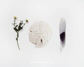 Beach Collection. 8x10. Fine Art Photographic Natural History Print. Minimal style. Natural Home Decor. Indoor garden botanical.
