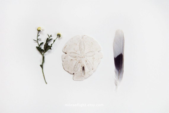 Beach Collection. 8x10. Fine Art Photographic Natural History Print. Minimal style. Natural Home Decor. Indoor garden botanical.