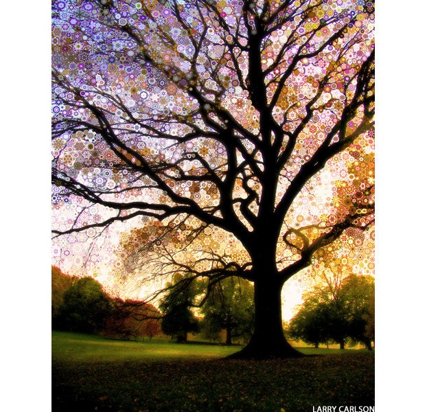 Morning Star Tree...16x20 gallery wrap canvas / fine art giclee print / nature photograph
