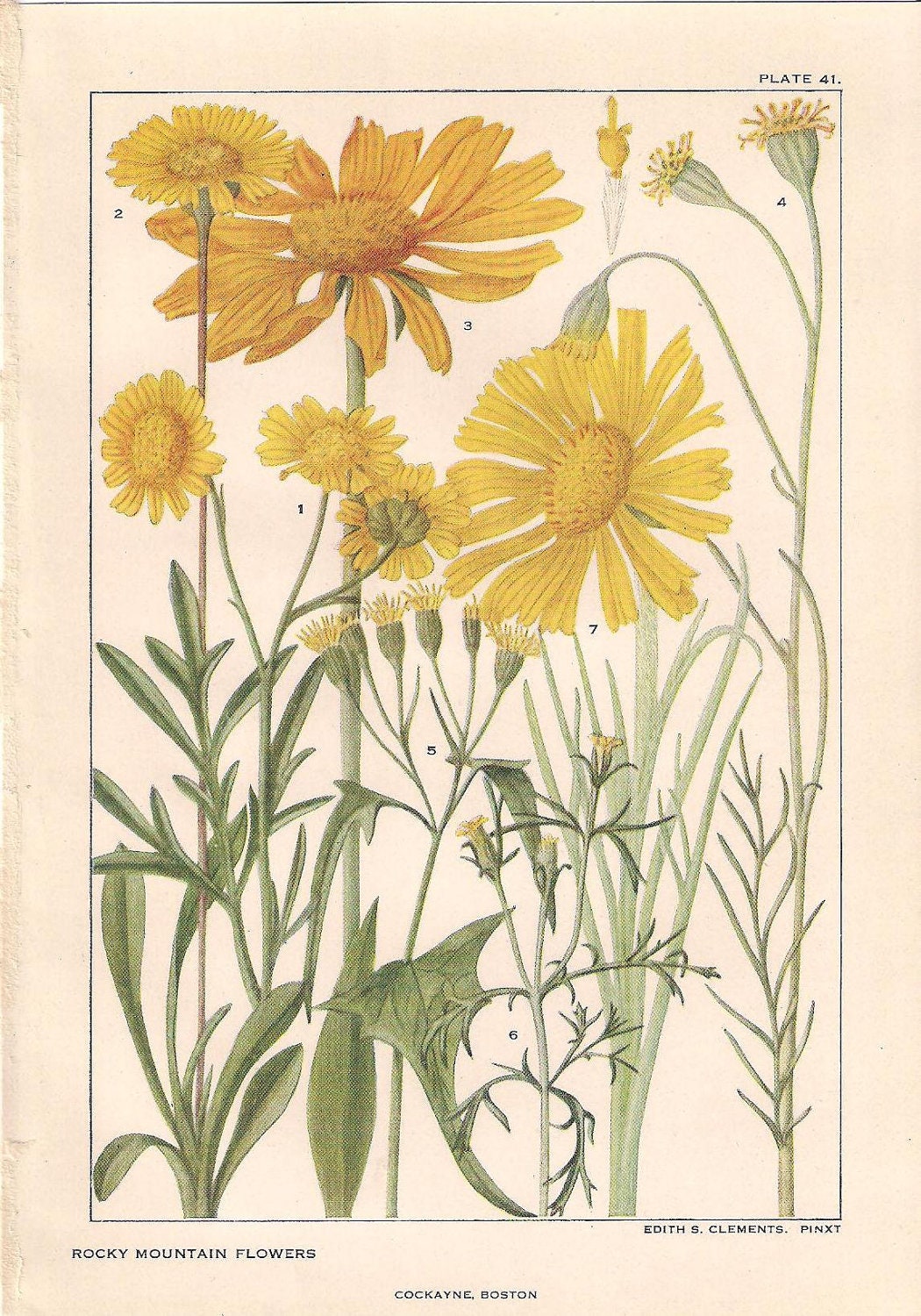 Vintage Botanical Prints