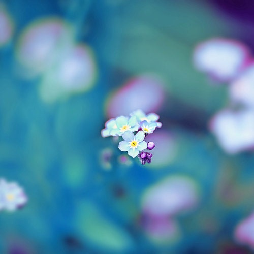 30% off Floral Photography - floral home decor pastel blue forget me not flowers unique square print 8x8 inches (20x20cm)