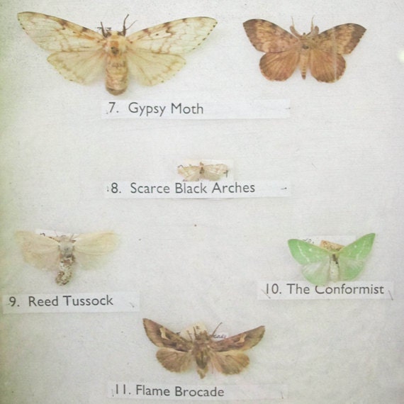 20% SALE The Moth Collection - Nature photography, spring decor, mint, cream and brown, natural history print, wings 8x8 Print