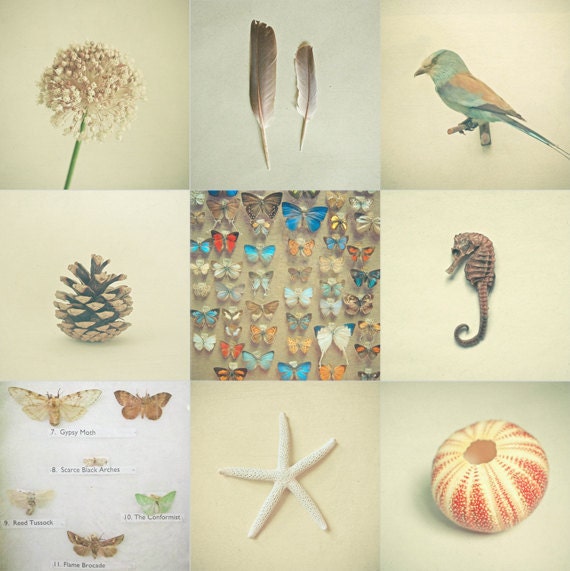 The Natural Collection - Nature photography, neutral colors, art collection, unisex, rustic wall decor, Set of Nine 4x4" Mini Prints