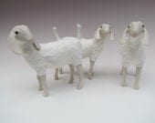 Nubian Goat White