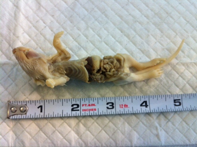 Dissected Baby Rat Wet Specimen, Preserved Specimen