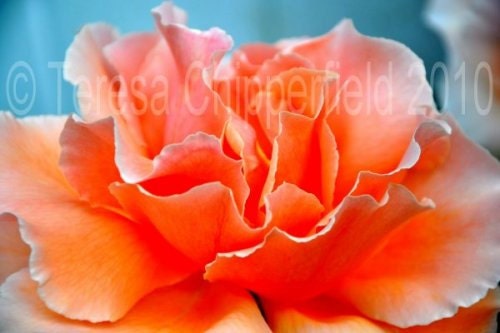 Lovely Peach Rose - 8 x 12 - Fine Art Photography - Floral, Digital Photo Print - Affordable Home Decor, Soft, Summer, Pretty Wall Decor