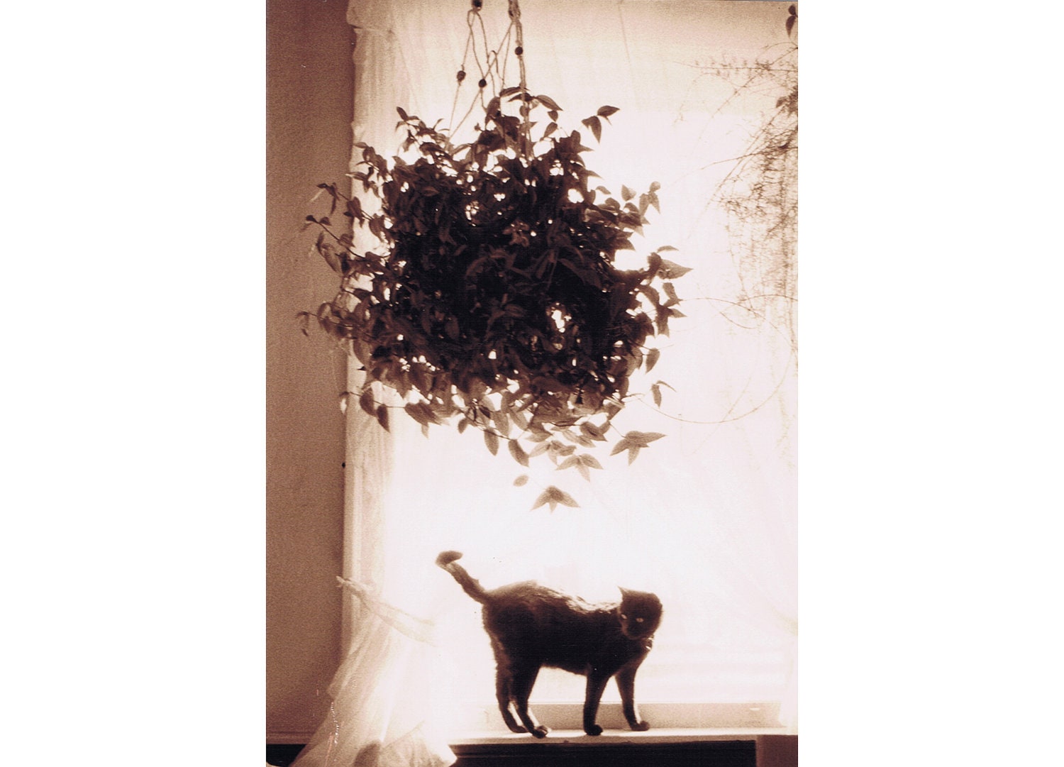 Greeting Cards, "A Sunny Room", Dozen