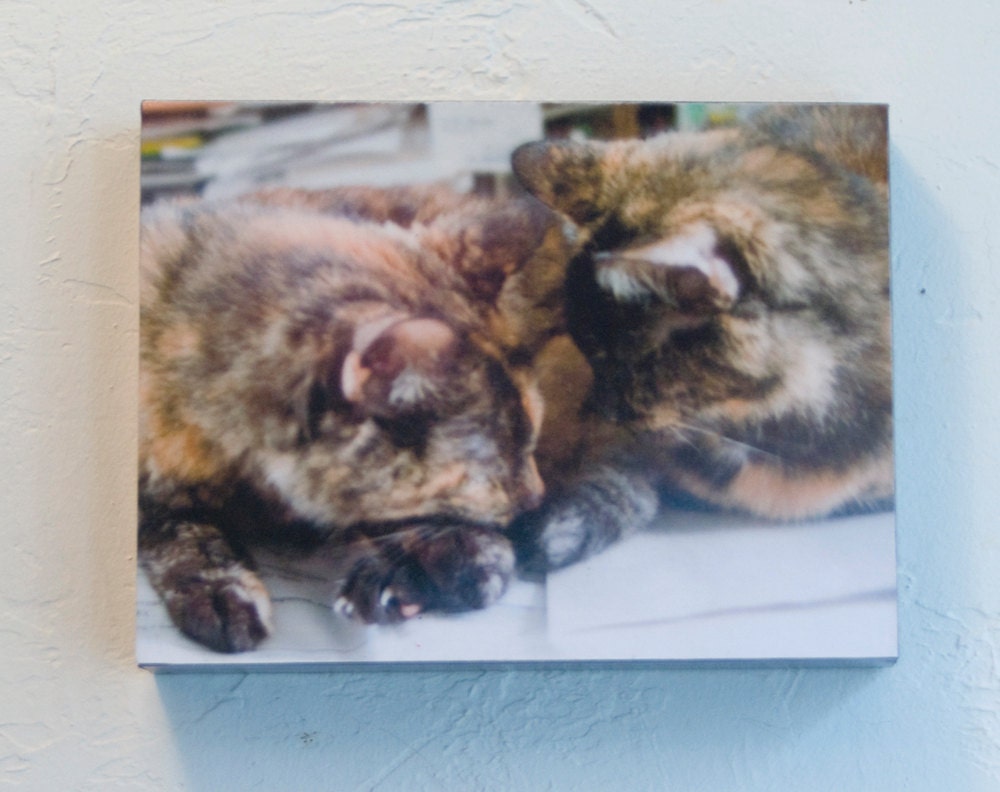 A Tangle of Torties, 6 x 8 Wood Mount Print