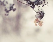 Rustic winter photograph - fine art photography print - hydrangea beige white snow snowy flower white rustic home decor nature photo