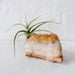 Citrine Crystal With LIVE Air Plant Garden