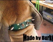 Spiked and Studded Leather Dog Collars