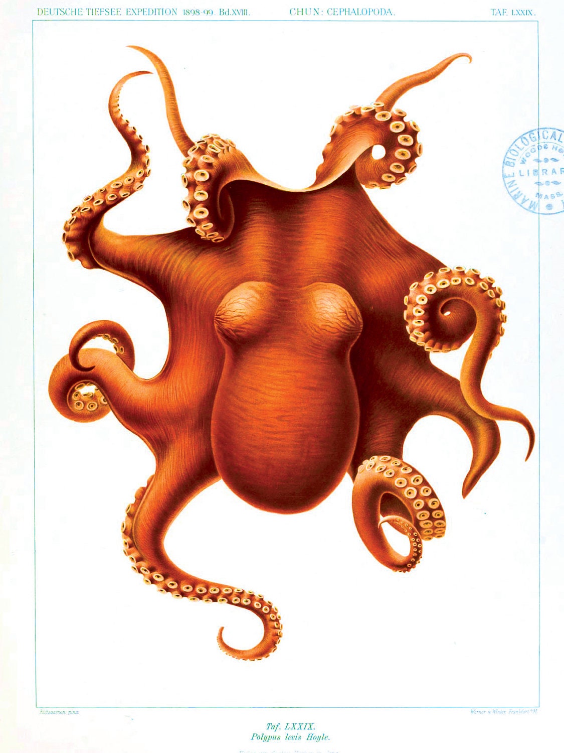 11x14 Vintage Science Study Poster.Octopus,  Die Cephalopoden. CP-AN005