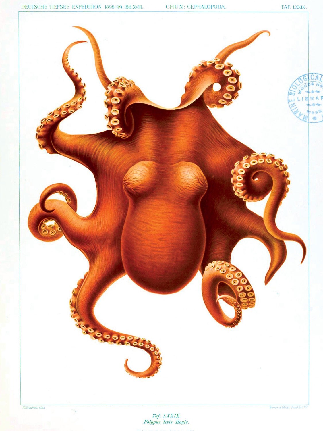 Octopus Poster