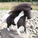 Medium Piebald Shetland pony  - wool, animal, collectible, soft sculpture, needle felt - MADE TO ORDER
