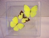 Real Butterflies with Beautiful Sunshine Hues