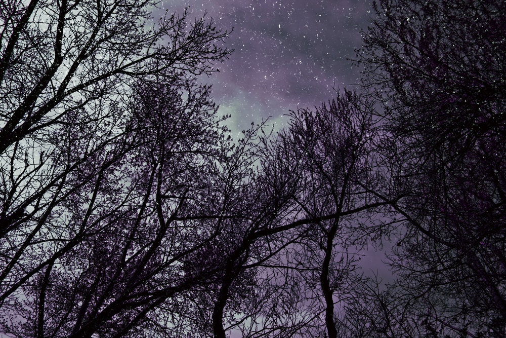 Gothic trees Purple Sky 8x12 Metallic Fine Art  Photo Print