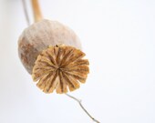 Champagne Poppy Pod