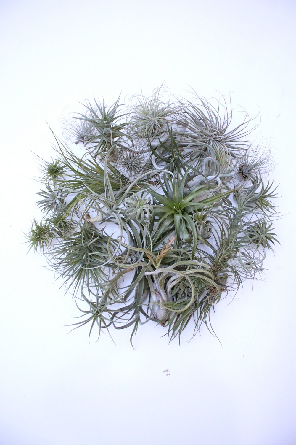 Buy plants wedding gifts - Air Plant Wedding Favors (100)
