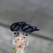 bird skull earrings - miniature sparrow skull studs - black