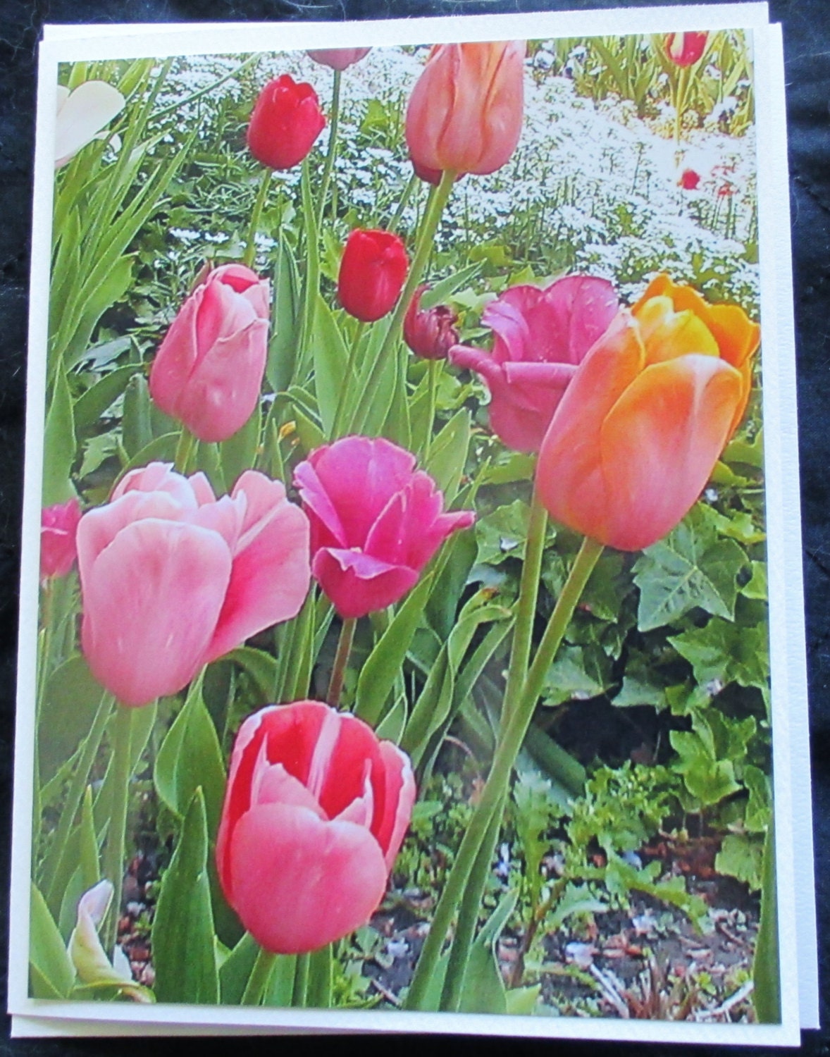 Colorful Group of Tulips photo on note card