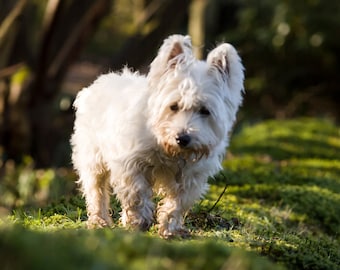 I am Crumpet 12 - Dog Photography - Westie - West Highland terrier - Wall Décor - 7x5 Print