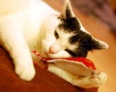 Homegrown Organic Catnip Cat Toy