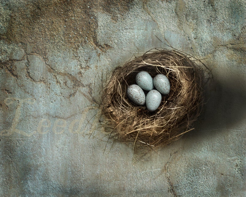Speckled Eggs - 8x10 Vintage Style Original Photograph - Bird Nest Textured Distressed Home Decor Nature Collection