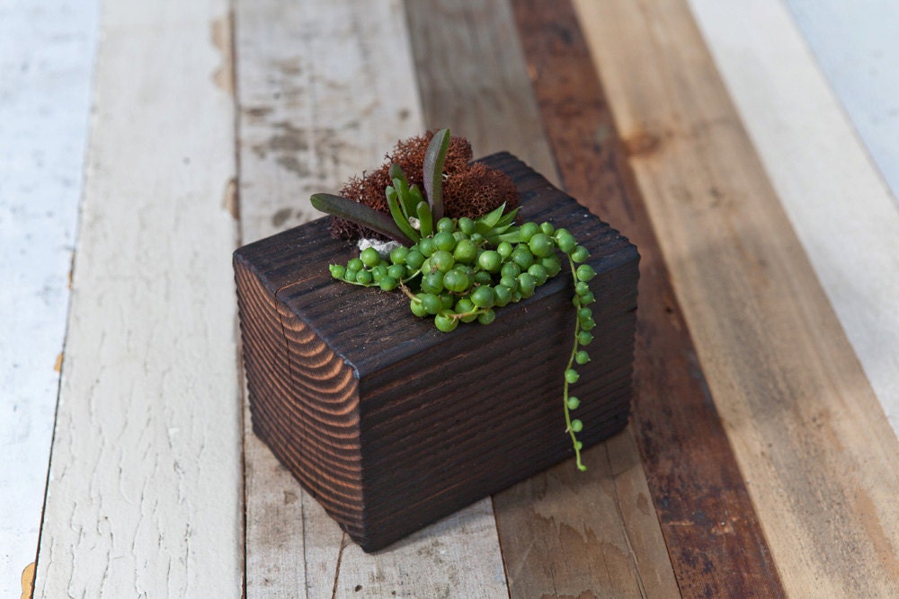 Small / re-BEAM Planter with Succulent Arrangement