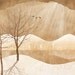 birds, crows, winter wonderland, winter trees, warm tone - Northern Light