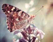 Butterfly Photograph: Painted Lady Butterfly, Boho, Nursery Decor, Dreamy Whimsical Soft Pastel, Orange Lavender and Teal, 8x10