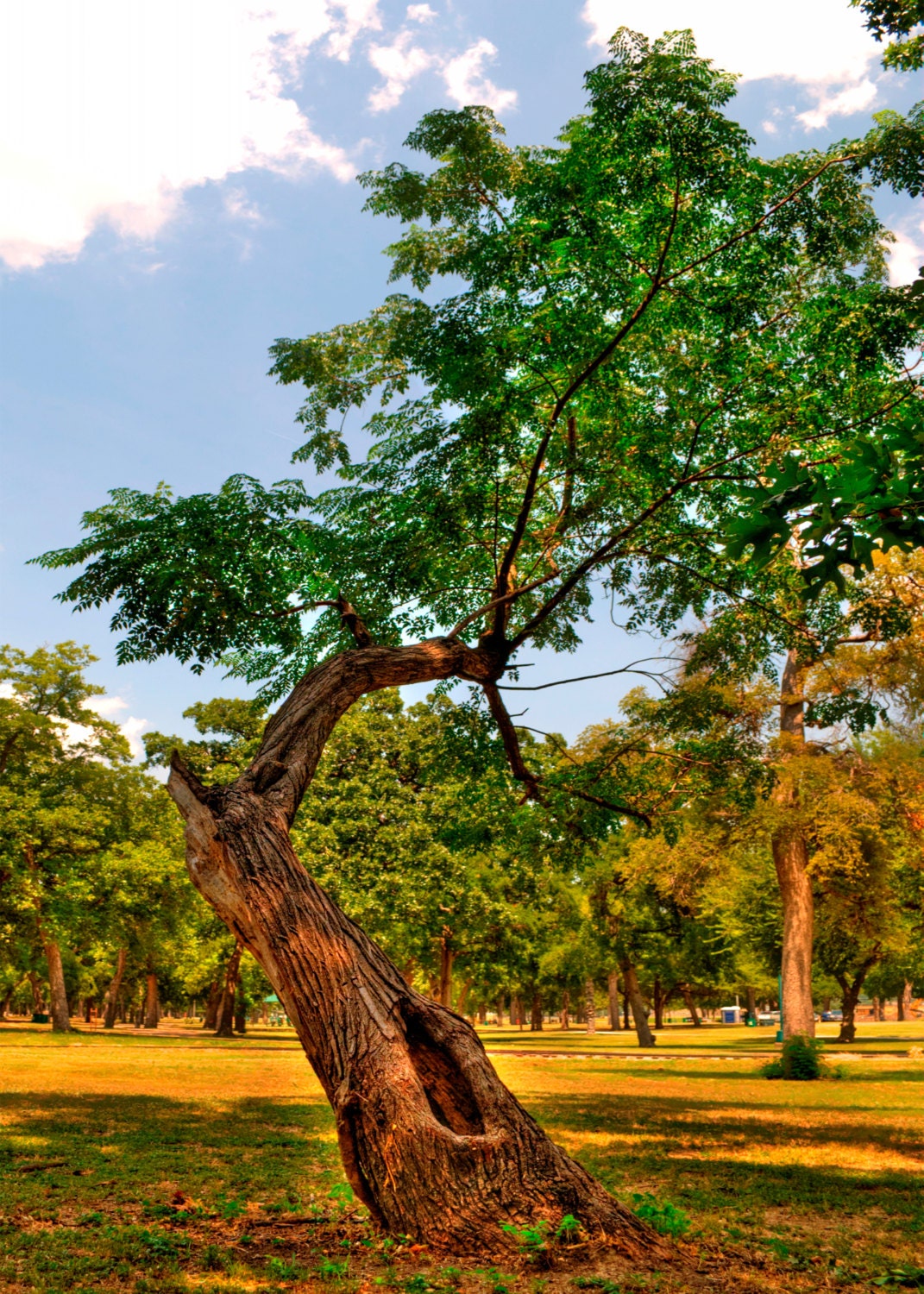 Lone Tree 8x10 Print