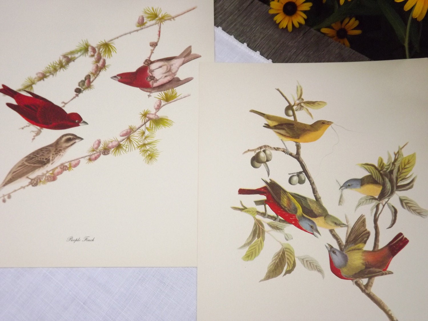 Wall Hanging, Home Decor, 1940's Vintage Original Audubon Print Set, Purple Finch, Painted Bunting