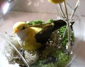 Yellow Bird Terrarium