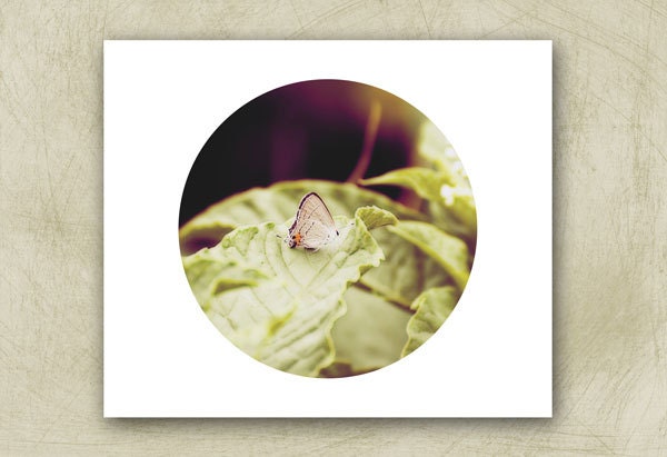 Butterfly flower photography, modern circle art