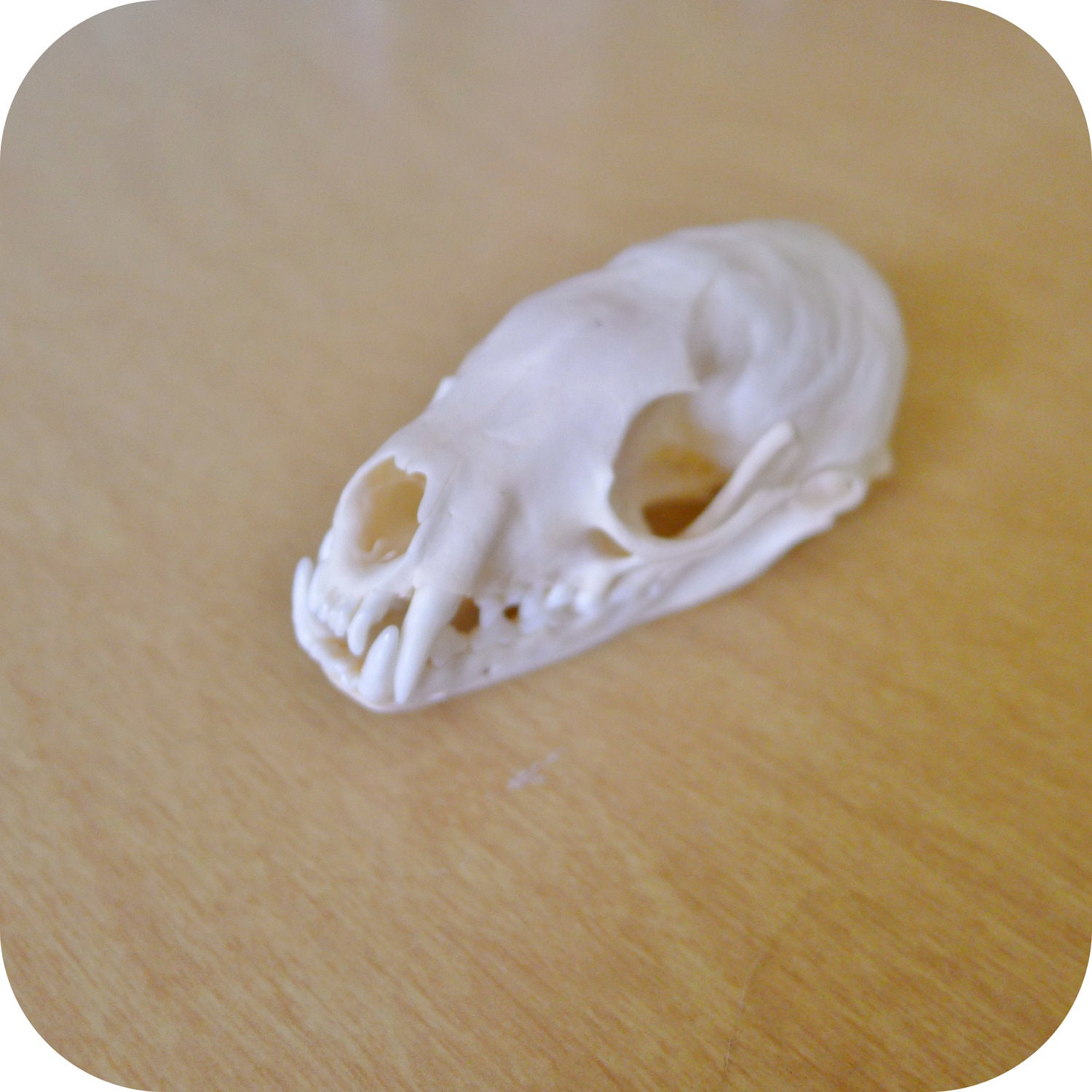 Pine Marten Skull