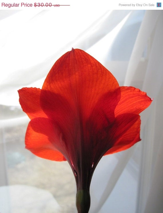 Photograph Flower Amaryllis, 8 x 10, Red Amaryllis, Love  Is Beautiful, Fine Art Photograph