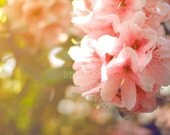 Nature photography - archival print - pure beauty  - flower photography - 12x8 fine art photograph