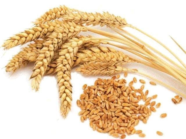 Wheat Seed