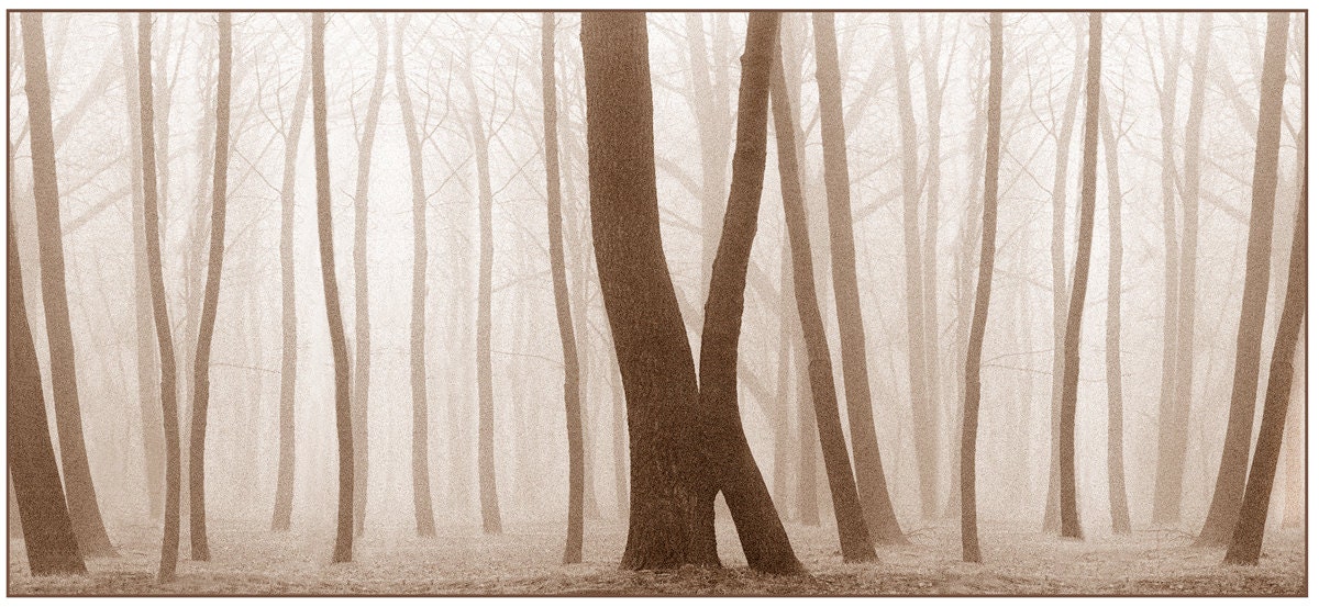 nature photography, monochromatic, trees,wall art, fog, sepia, cream, brown, woodland, forest, cabin decor, shabby, cottage, nursery, 11x14