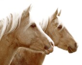 Horse photograph, nature photography, equine, buff, cream, sepia tone, animals, farm, horse farm, dreamy,glowing, fine art photograph 8x10