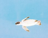 animal nature photography - sea turtle print -  nautical color nursery decor Mexico whimsical retro - 8x10 print